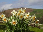daffodils