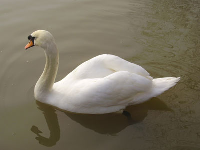 swan-pic