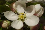 white-flower