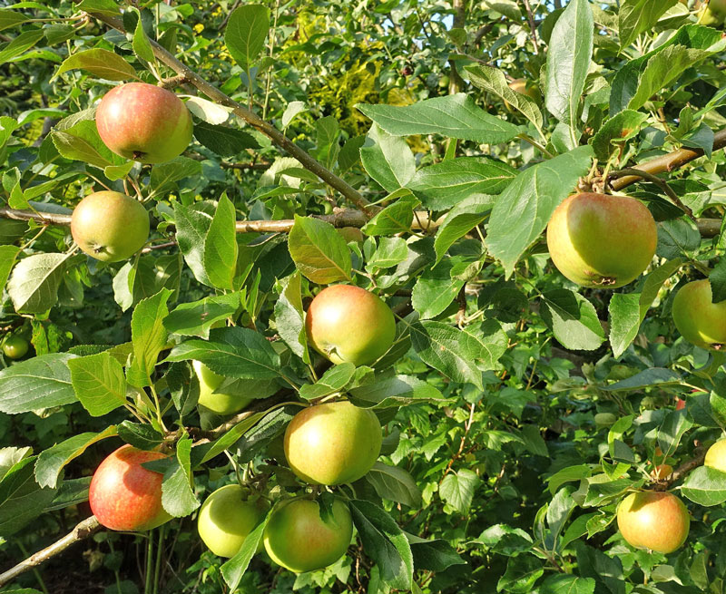 apple