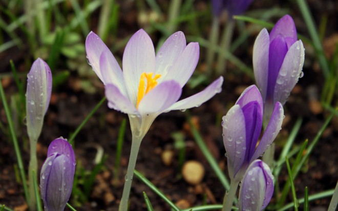 crocus