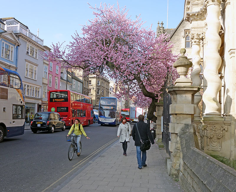 tree blossom city