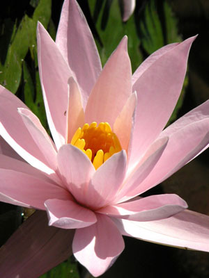 pink lotus