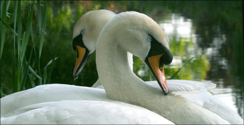 2 swans