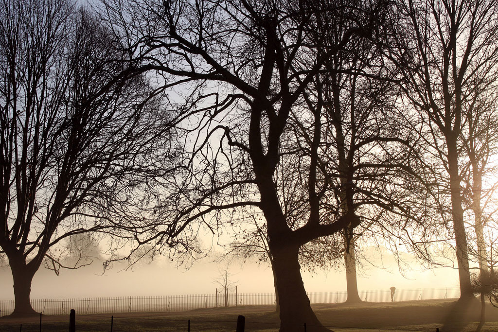 tree-shadow