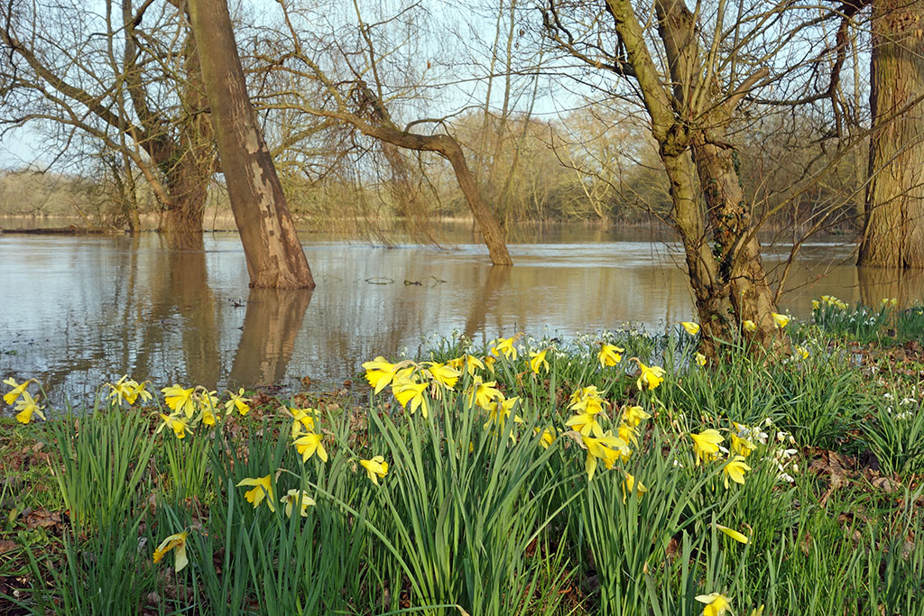 willow-tree-flood-winter-daffodil-2