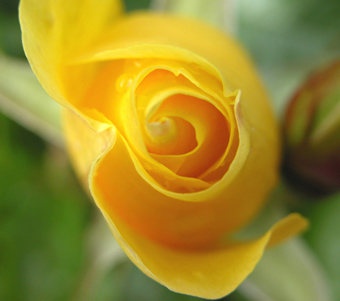 yellowrose